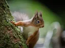 Rode eekhoorn klimmend op een mosbegroeide boomstam in een bos