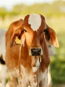 Close-up van een roodbont kalf met witte bles en een oormerk, tegen een groene weide.