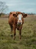 Bruin-witte koe met hoorns staand in een grasveld, kijkend naar de camera.