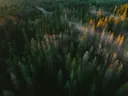 Luchtfoto van een bos met ochtendmist en gouden zonlicht tussen de bomen