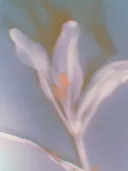 Macrofoto van een witte bloem met oranje meeldraden tegen een blauwgrijze achtergrond