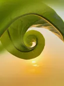 Opgerold groen blad met de zon die er doorheen schijnt.
