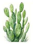 Botanische illustratie van een groene schijfcactus (opuntia) op witte achtergrond.