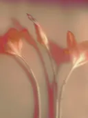 Wazige macrofoto van oranje bloesems op lange stelen in lomografische stijl