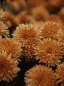 Close-up van oranje chrysantenbloemen