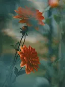 Twee oranje dahliabloemen in volle bloei tegen een onscherpe groene achtergrond.