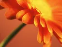 Macro-opname van een oranje gerberabloem met geel hart.