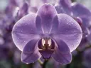 Macrofotografie van dauwdruppels op orchidee, glinsterlicht, zachtpaars