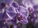 Macrofotografie van dauwdruppels op orchidee, glinsterlicht, zachtpaars