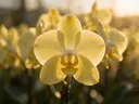 Macrofotografie van dauwdruppels op orchidee, gouden gloed, bleekgeel