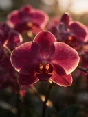 Macrofotografie van dauwdruppels op orchidee, gouden gloed, dieproze