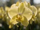 Macrofotografie van dauwdruppels op orchidee, sterrenglans, bleekgeel