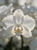 Macrofotografie van dauwdruppels op orchidee, sterrenglans, wit