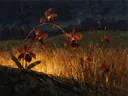 Orchidee in de weide in roest, schilderij van orchidee onder een storm