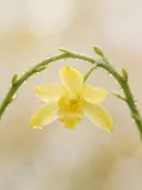 Fotografie van orchidee in na de regen, bleekgeel