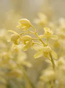 Fotografie van orchidee in na de regen, bleekgeel