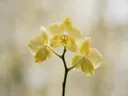 Fotografie van orchidee in na de regen, bleekgeel