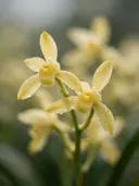 Fotografie van orchidee in na de regen, bleekgeel