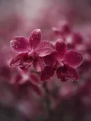 Fotografie van orchidee in na de regen, dieproze