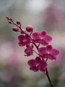 Fotografie van orchidee in na de regen, dieproze