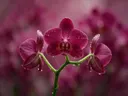 Fotografie van orchidee in na de regen, dieproze