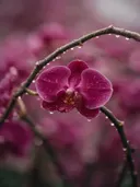 Fotografie van orchidee in na de regen, dieproze