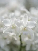 Fotografie van orchidee in na de regen, wit