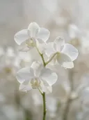 Fotografie van orchidee in na de regen, wit