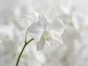 Fotografie van orchidee in na de regen, wit