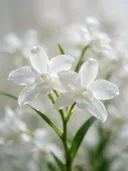 Fotografie van orchidee in na de regen, wit