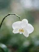Fotografie van orchidee in na de regen, wit