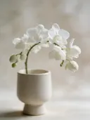 Fotografie van orchidee in na de regen, wit