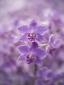 Fotografie van orchidee in na de regen, zachtpaars
