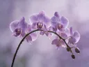 Fotografie van orchidee in na de regen, zachtpaars