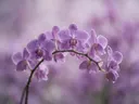 Fotografie van orchidee in na de regen, zachtpaars