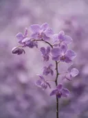 Fotografie van orchidee in na de regen, zachtpaars
