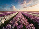Landschapsfoto van orchideeën bij het gouden uur, met een helikopter boven de horizon