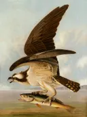 John James Audubon