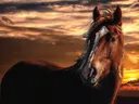 Paard tegen een zonsondergang