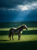 Paard en profil, een rustig weiland, een enkele lichtbundel als een spotlicht