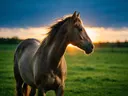 Paard en profil, een rustig weiland, het felle tegenlicht van de ondergaande zon