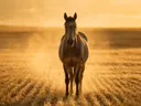Paard frontaal, een goudkleurig stoppelveld, een gouden namiddagzon