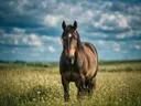 Paard frontaal, een bloemenweide, een zacht bewolkte hemel