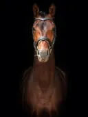 Frontaal portret van een paard