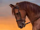 Paard met hoofdstel bij zonsondergang