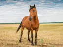 Paard in droog grasland