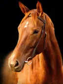 Paard in gouden licht