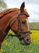 Paardenhoofd in bloemenveld