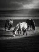 Paard in het veld, een rustig weiland, een enkele lichtbundel als een spotlicht, zwart-wit