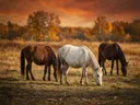 Paard in het veld, een bosrand, volle herfstkleuren